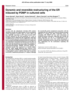 Dynamic and reversible restructuring of the ER induced by PDMP in