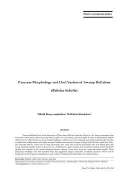 Pancreas Morphology and Duct System of Swamp Buffaloes
