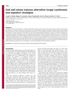 Cell wall stress induces alternative fungal cytokinesis and septation