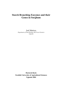 Starch Branching Enzymes and their Genes in Sorghum