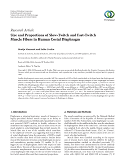 Size and Proportions of Slow-Twitch and Fast