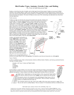 Bird Feather Types, Anatomy, Growth, Color, and
