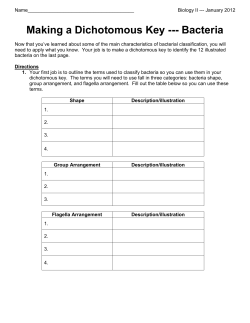 Making a Dichotomous Key --- Bacteria