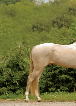 Kambarbay, photo by Solaris Sport Horses Ltd.