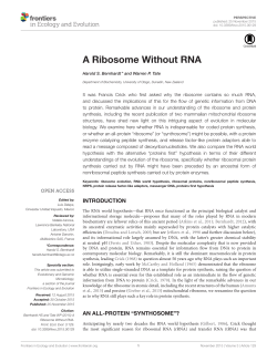 A Ribosome Without RNA