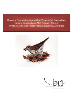Mercury Contamination within Terrestrial Ecosystems in New