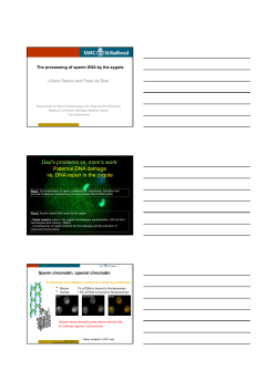 The processing of sperm DNA by the zygote