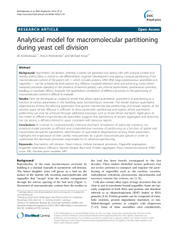 Analytical model for macromolecular partitioning during yeast cell