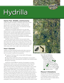 Hydrilla: Invasive Species - Missouri Department of Conservation
