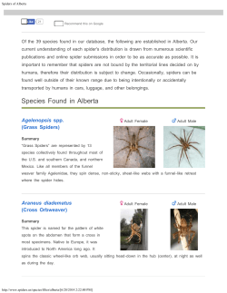 Spiders of Alberta