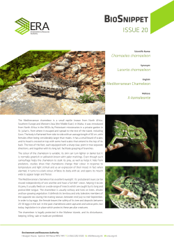 Mediterranean Chameleon - Environment and Resources Authority