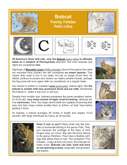 Bobcats_Vol. 12, Iss. 2 July.qxd