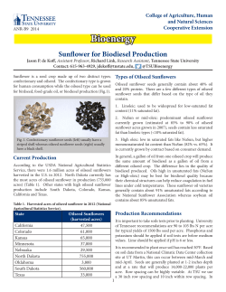 Sunflower for Biodiesel Production