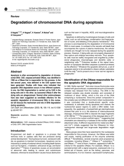 Degradation of chromosomal DNA during apoptosis
