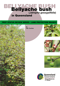 Bellyache bush in Queensland - Department of Agriculture and