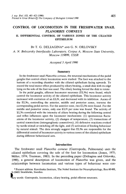 control of locomotion in the freshwater snail
