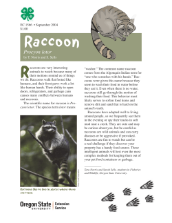 Raccoon: Procyon lotor, EC 1566 - OSU Extension Catalog