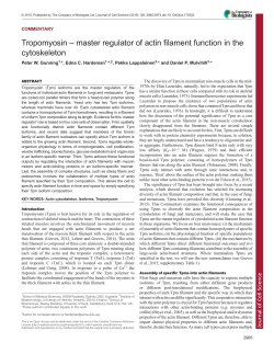 Tropomyosin – master regulator of actin filament function in the