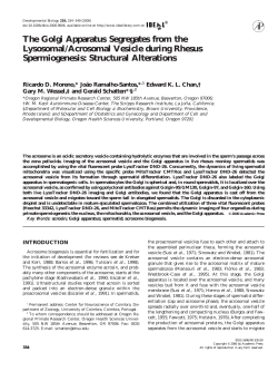 The Golgi Apparatus Segregates from the Lysosomal/Acrosomal