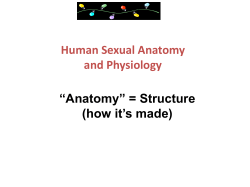 Human Sexual Anatomy and Physiology