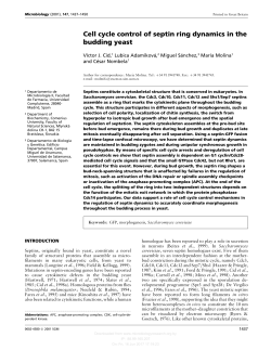 Cell cycle control of septin ring dynamics in the