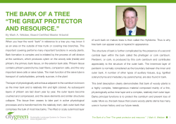 THE BARK OF A TREE &ldquo;THE GREAT PROTECTOR AND