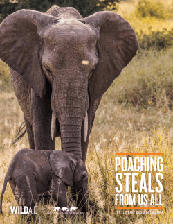 the elephant crisis in tanzania