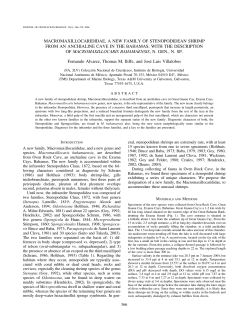 macromaxillocarididae, a new family of stenopodidean shrimp