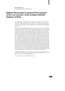 Elephas? Mammuthus? - Natuurhistorisch Museum Rotterdam