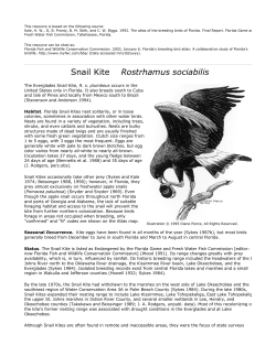 Snail Kite - Florida Fish and Wildlife Conservation Commission