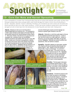 Corn Ear Rots and Kernel Sprouting