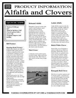 RR Presteez Rebound Alfalfa Maxi Graze Ladak - Yakima Co-op