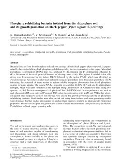 Phosphate solubilizing bacteria isolated from the rhizosphere soil