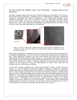 3D View Inside the Skeleton with X-ray Microscopy: Imaging Bone at