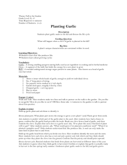 Planting Garlic - Cultivating Community