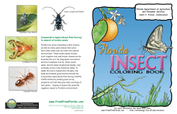 Florida Insect Coloring Book