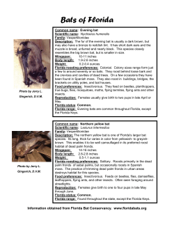Bats of Florida