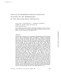 effects of phosphotungstate negative staining on the morphology of