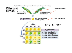 RrYy x RrYy - Science with Shibles