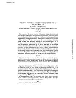 THE FINE STRUCTURE OF THE NUCLEAR ENVELOPE OF