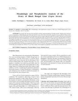 Morphologic and Morphometric Analysis of the Ovary of