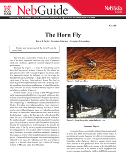 The Horn Fly - UNL Entomology