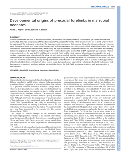 Developmental origins of precocial forelimbs in marsupial neonates