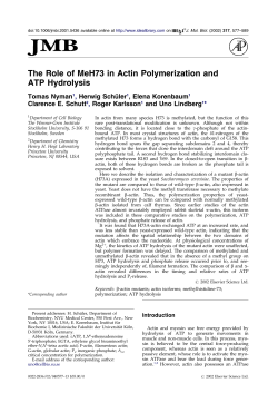 The Role of MeH73 in Actin Polymerization and ATP Hydrolysis