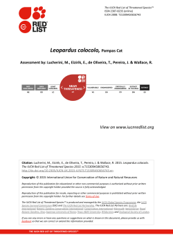 Leopardus colocolo, Pampas Cat