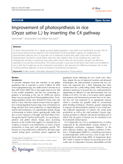 Improvement of photosynthesis in rice (Oryza sativa L.) by inserting