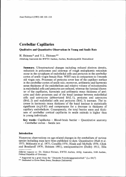 Cerebellar Capillaries