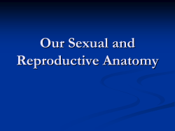 Our Sexual and Reproductive Anatomy
