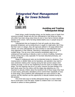 Avoiding and Treating Yellowjacket Stings