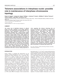 Telomere associations in interphase nuclei